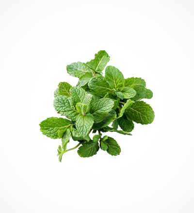 Mint Leaves